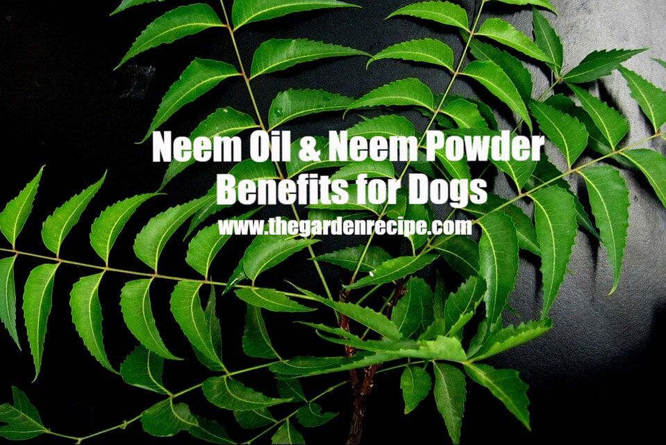 Neem: A Wonder Herb for Dogs I The Garden Recipe I - THE GARDEN RECIPE